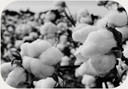 Agro Pima Perú S.A.C.